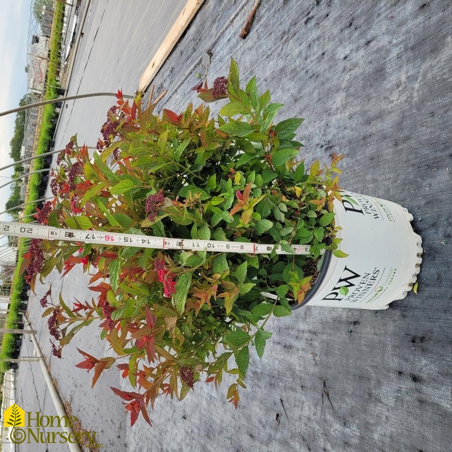 Spiraea japonica Double Play Doozie®