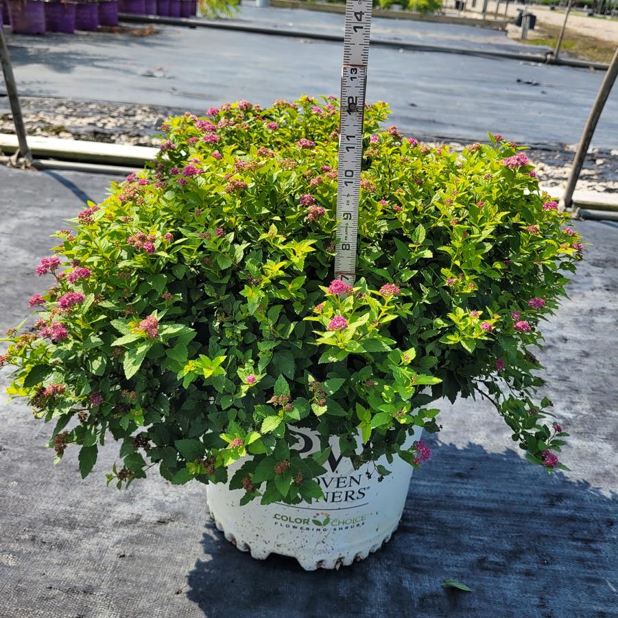 Spiraea japonica Double Play&reg; Gold