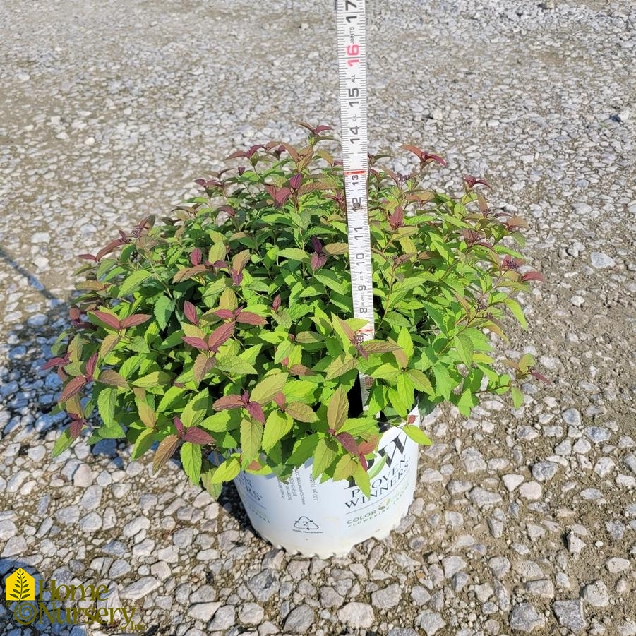 Spiraea japonica Double Play&reg; Red