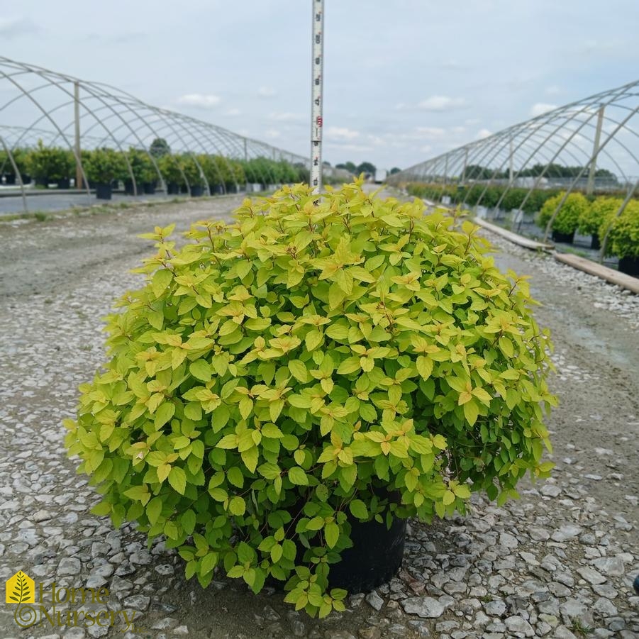 Spiraea japonica 'Goldmound'