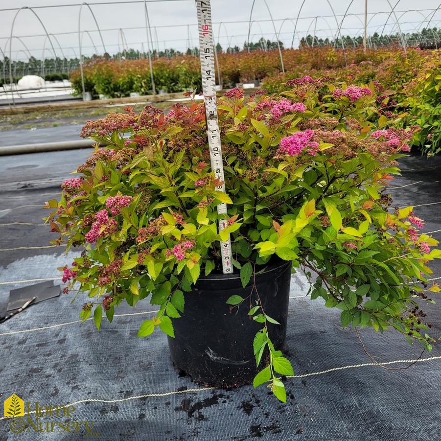 Spiraea japonica 'Magic Carpet'