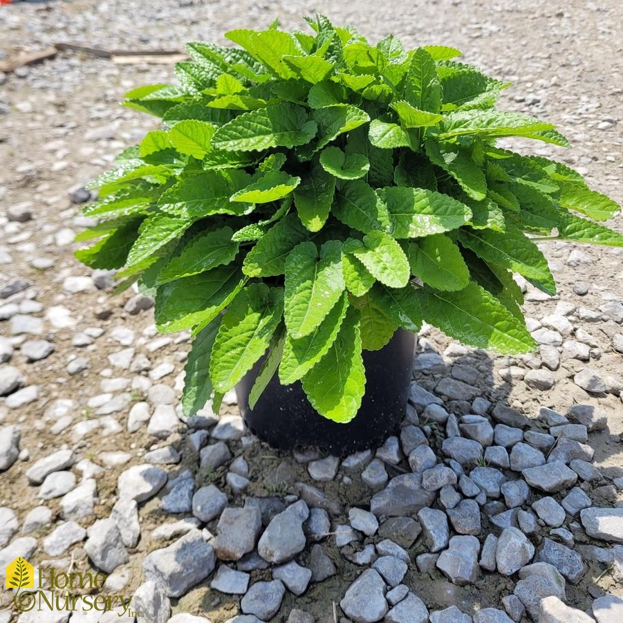 Stachys monieri 'Hummelo'