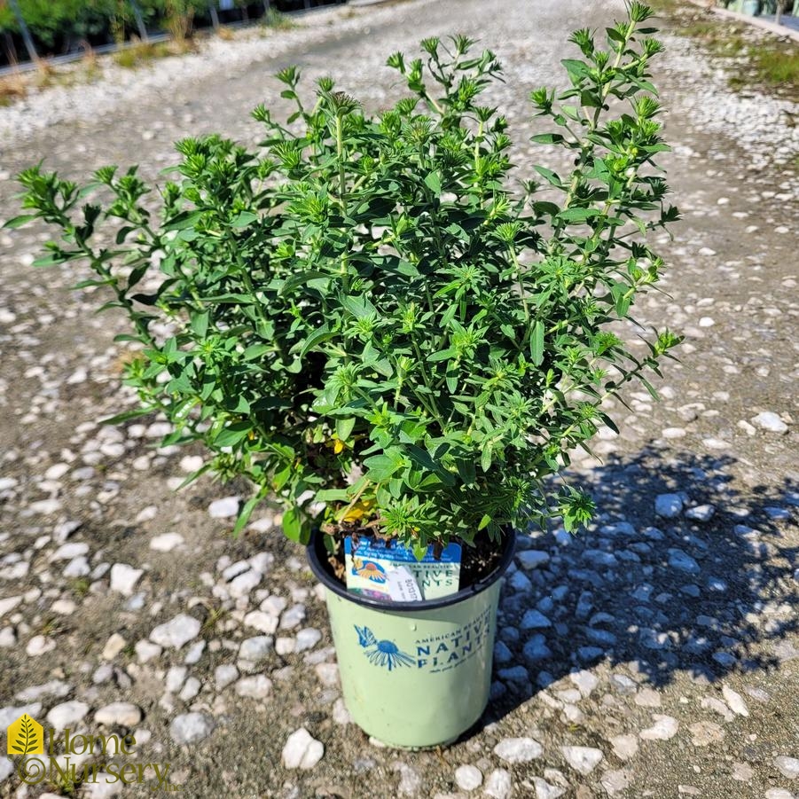 Symphyotrichum novae-angliae 'Purple Dome'