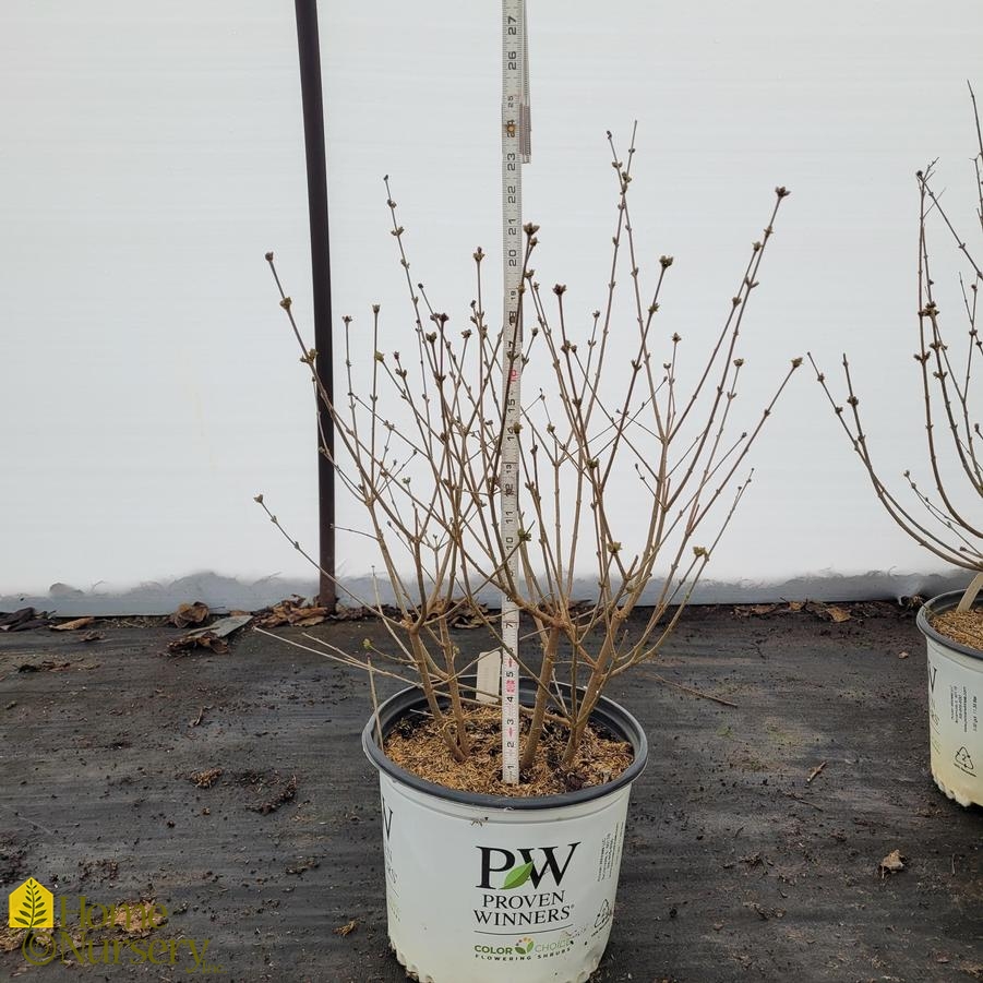 Syringa x Bloomerang&reg; Dark Purple