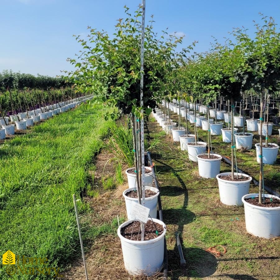 Syringa x Bloomerang&reg; Dark Purple tree