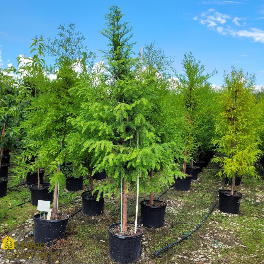 Taxodium distichum var. distichum 