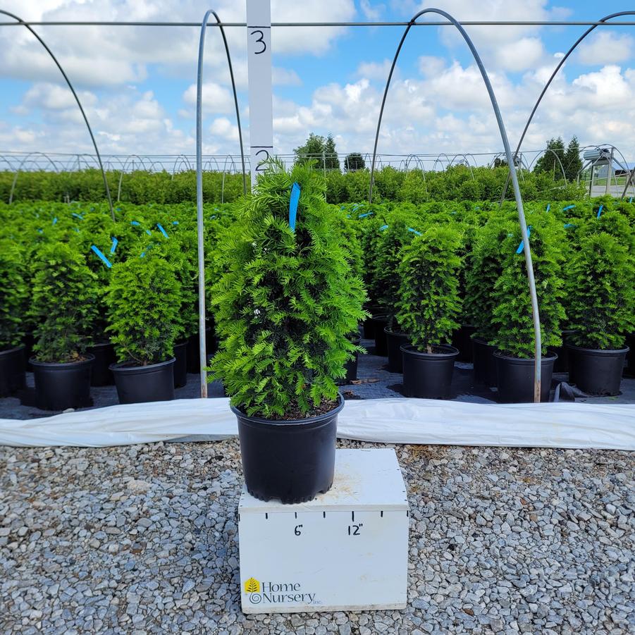 Taxus cuspidata 'Fastigiata'