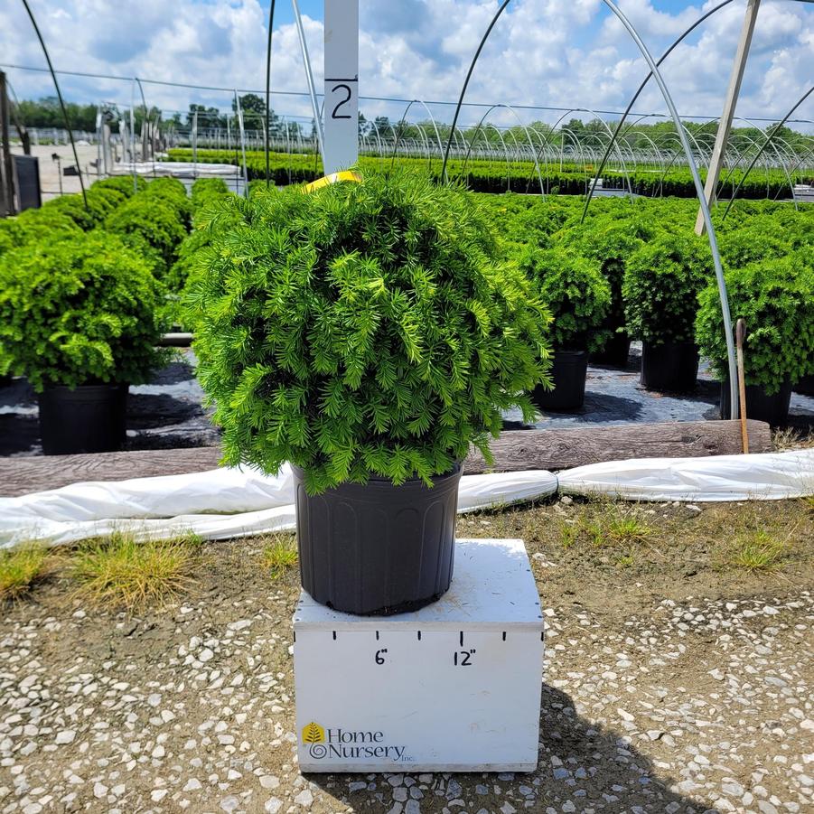 Taxus x media 'Brownii'