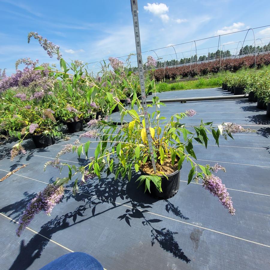 Buddleia x 'Grand Cascade'