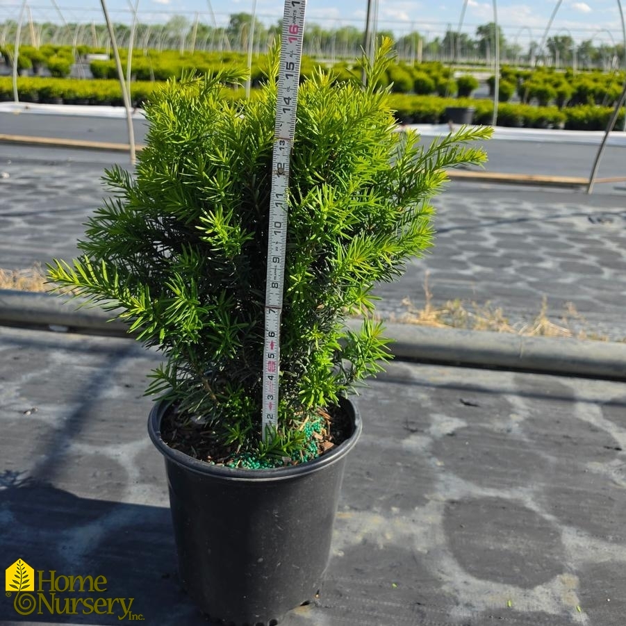 Taxus x media 'Hicksii'