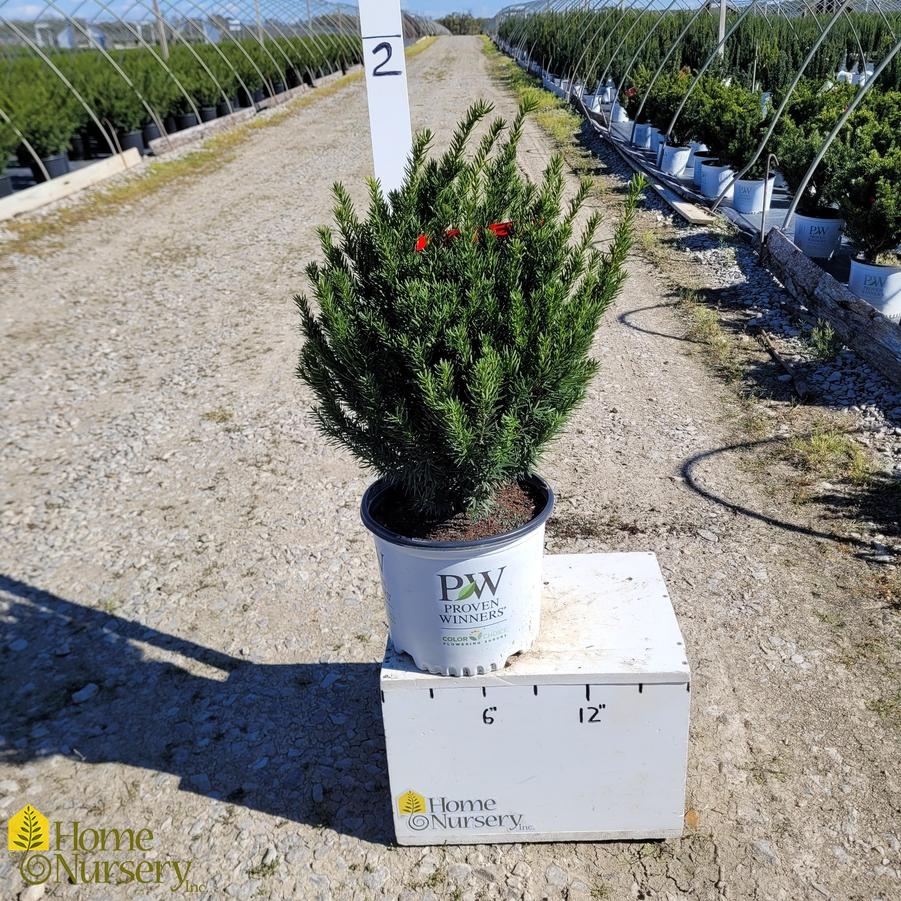 Taxus x media Stonehenge Dark Druid™