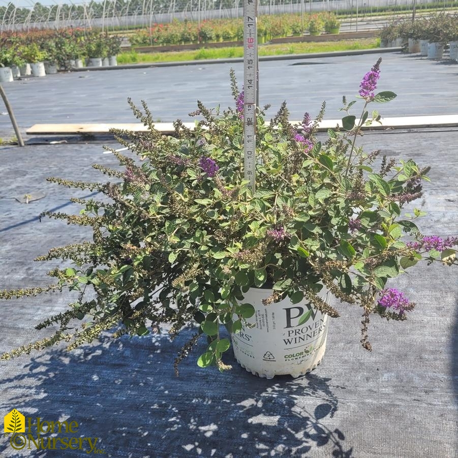 Buddleia x Lo & Behold® 'Blue Chip Jr'