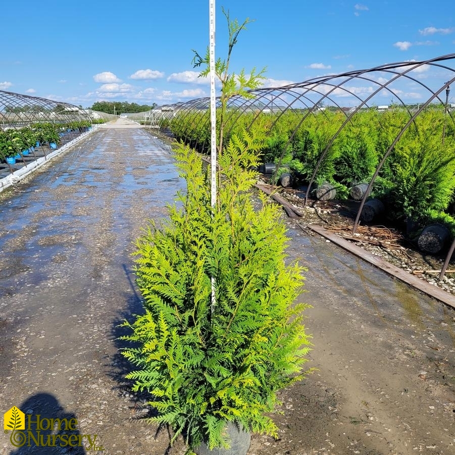 Thuja x 'Green Giant'