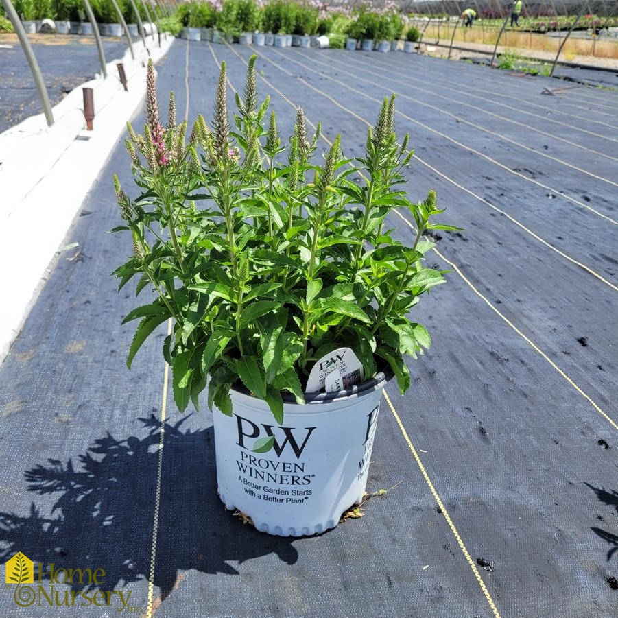Veronica x Magic Show&reg; 'Pink Potion'