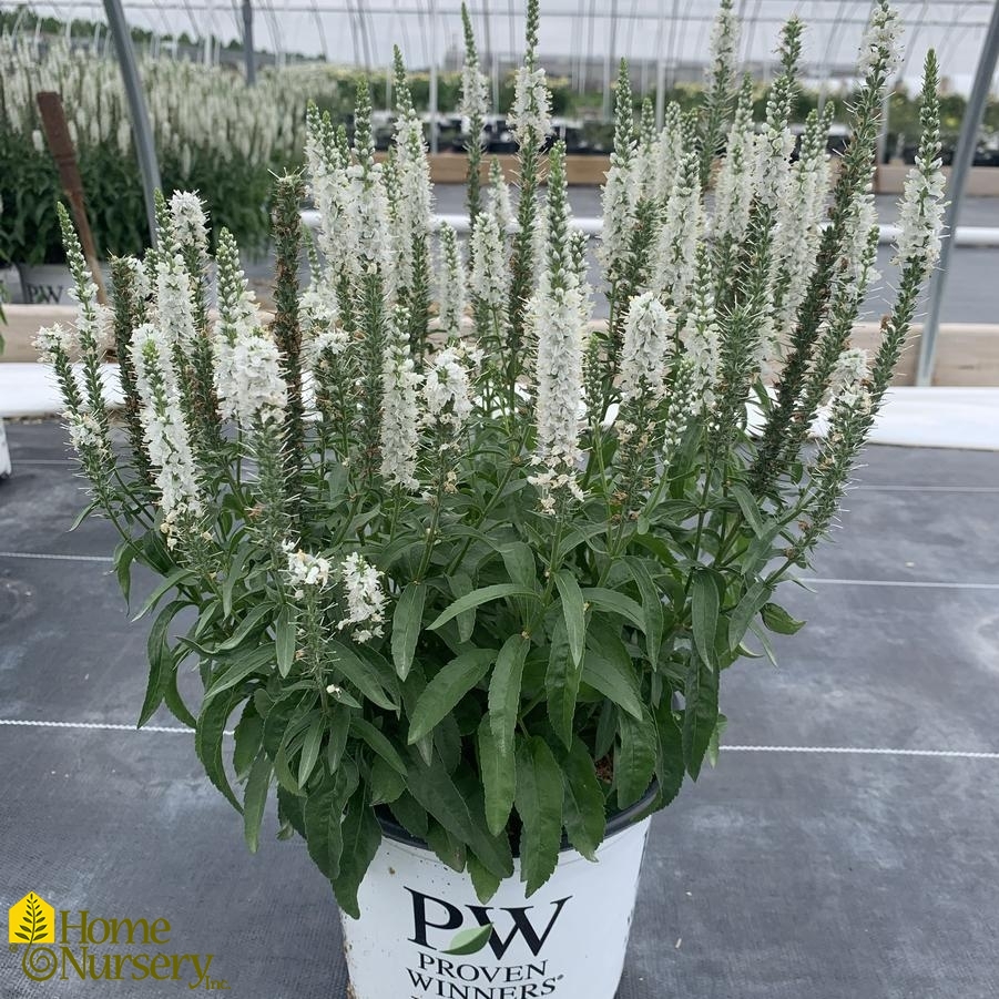 Veronica x Magic Show&reg; 'White Wands'