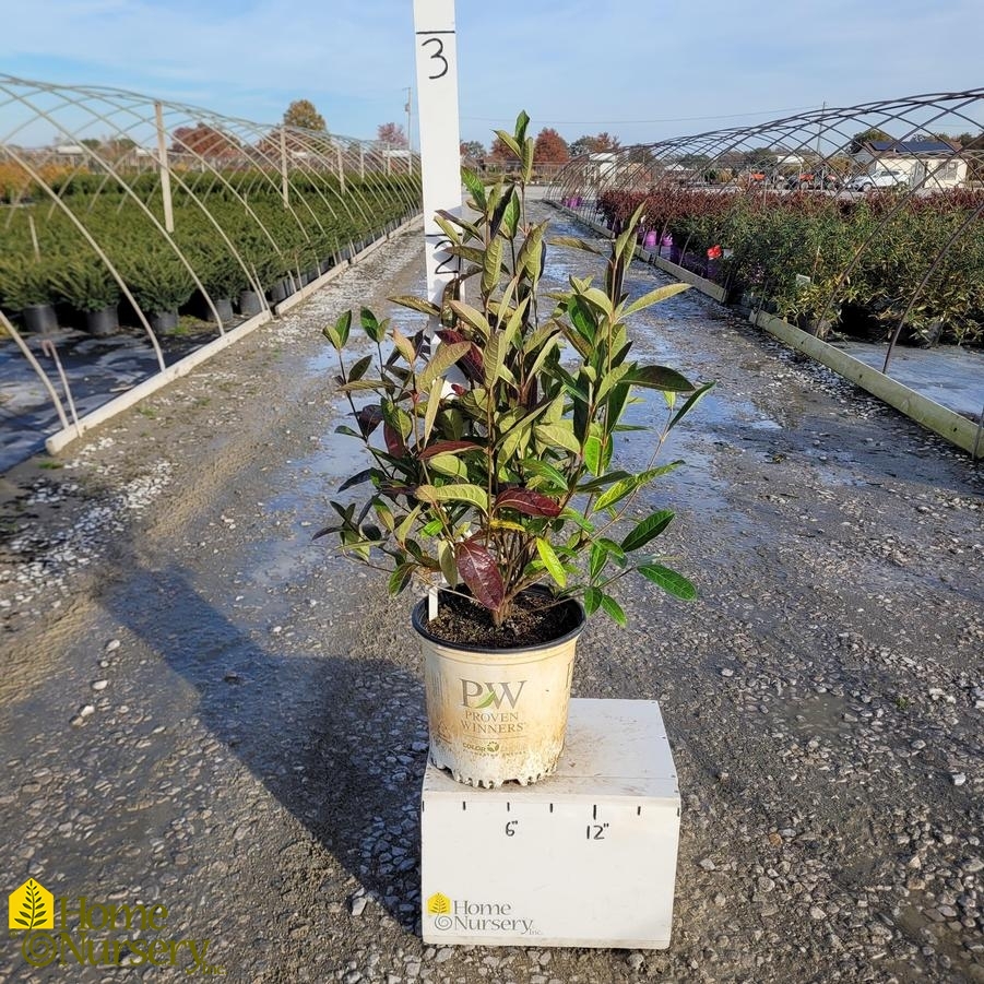 Viburnum nudum Brandywine™