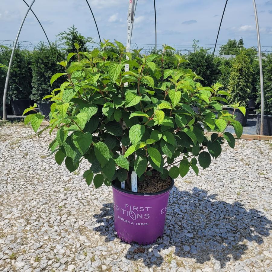 Viburnum plicatum Opening Day™