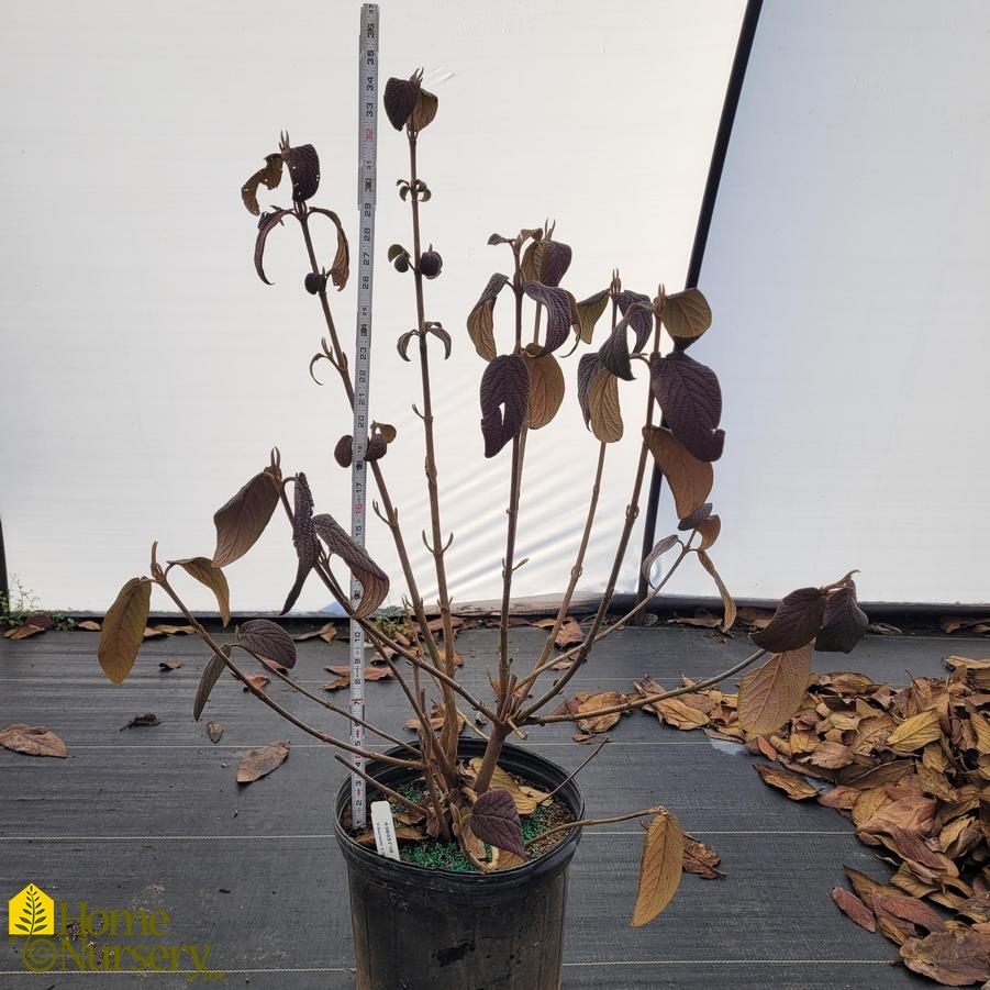 Viburnum x rhytidophylloides 'Allegheny'