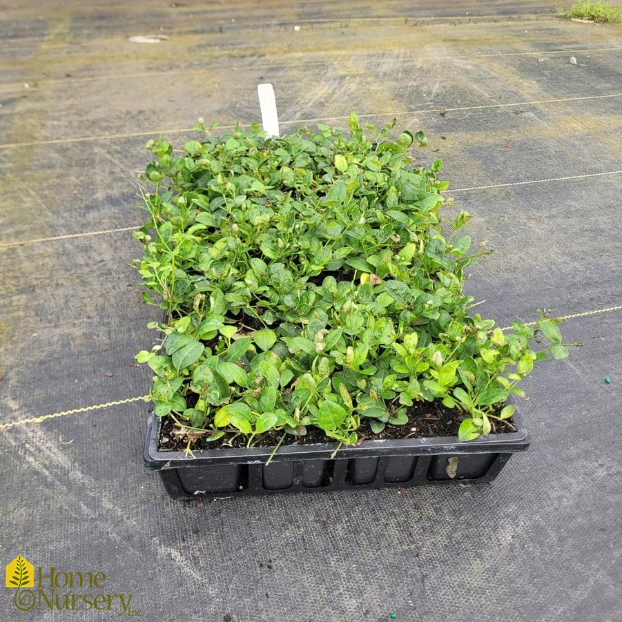 Vinca minor 'Bowles'