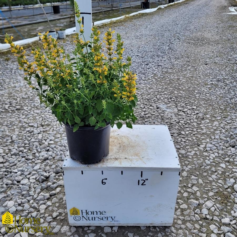 Agastache x Kudos™ Yellow