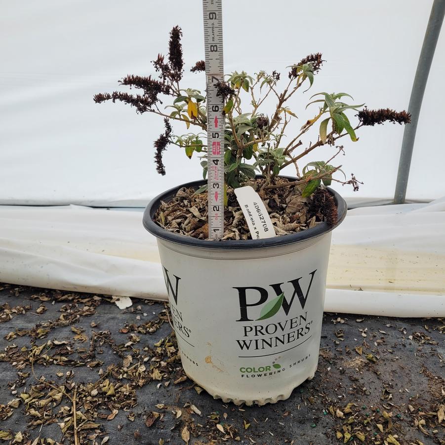 Buddleia x Pugster&reg; Amethyst