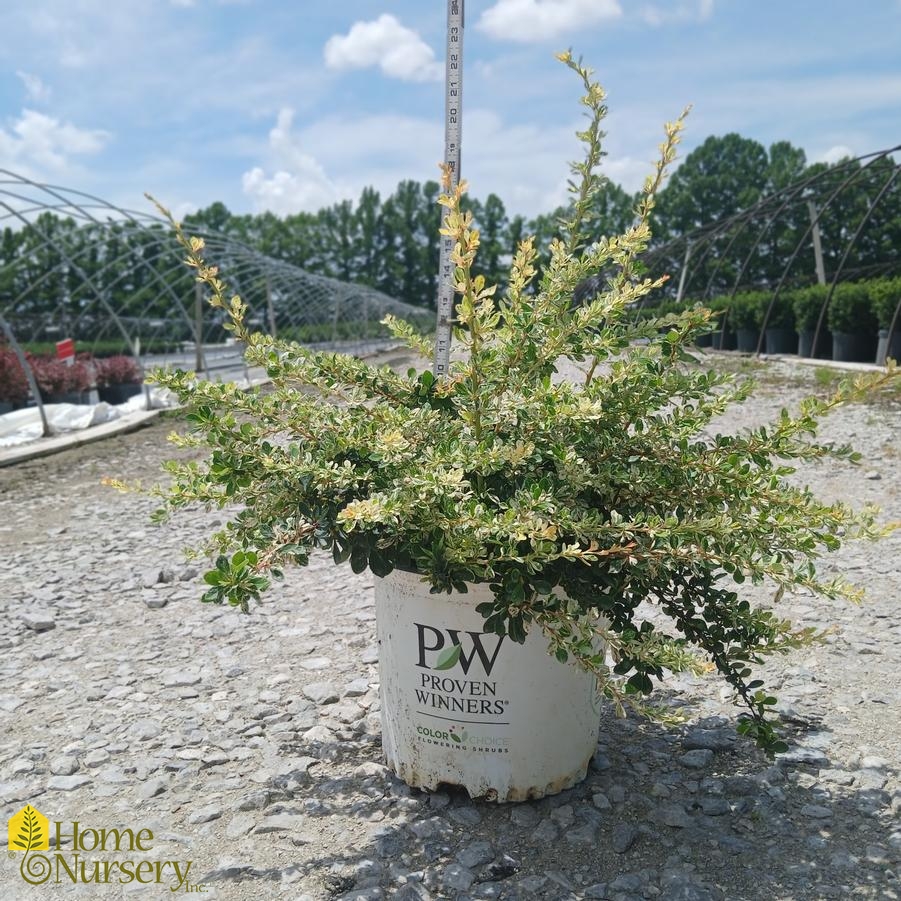 Berberis x Sunjoy Sequins®