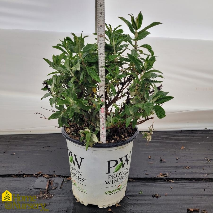 Buddleia x Pugster Blue®