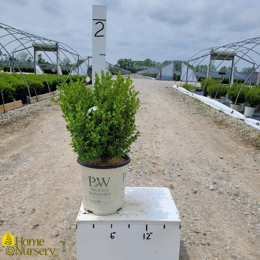 Buxus microphylla Sprinter®