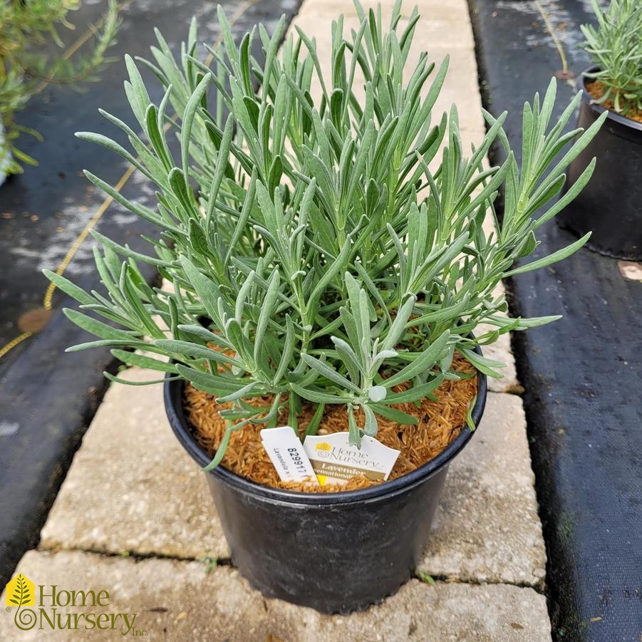 Lavandula x intermedia Sensational!™