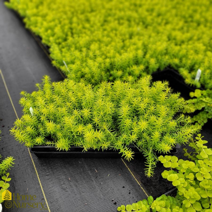 Sedum rupestre 'Angelina' Stonecrop from Home Nursery