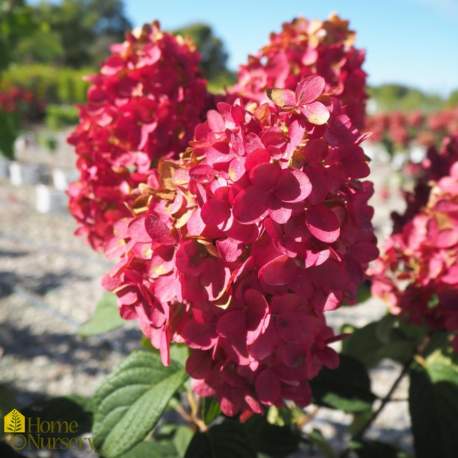 hydrangea paniculata tree