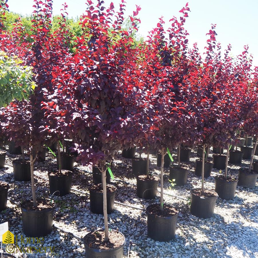 Prunus cerasifera 'Krauter Vesuvius'