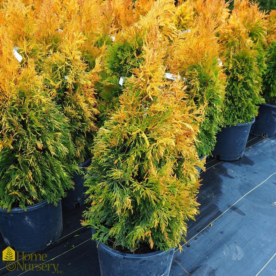 Thuja plicata Forever Goldy™