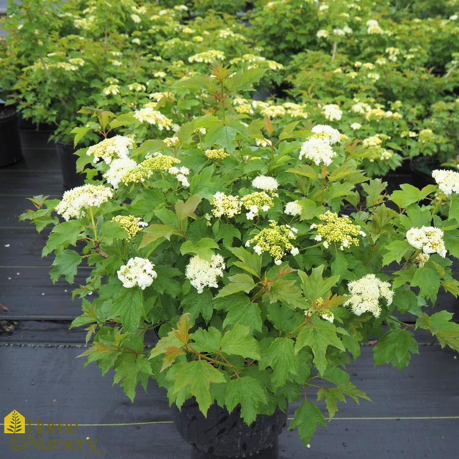 Viburnum opulus 'Compactum'