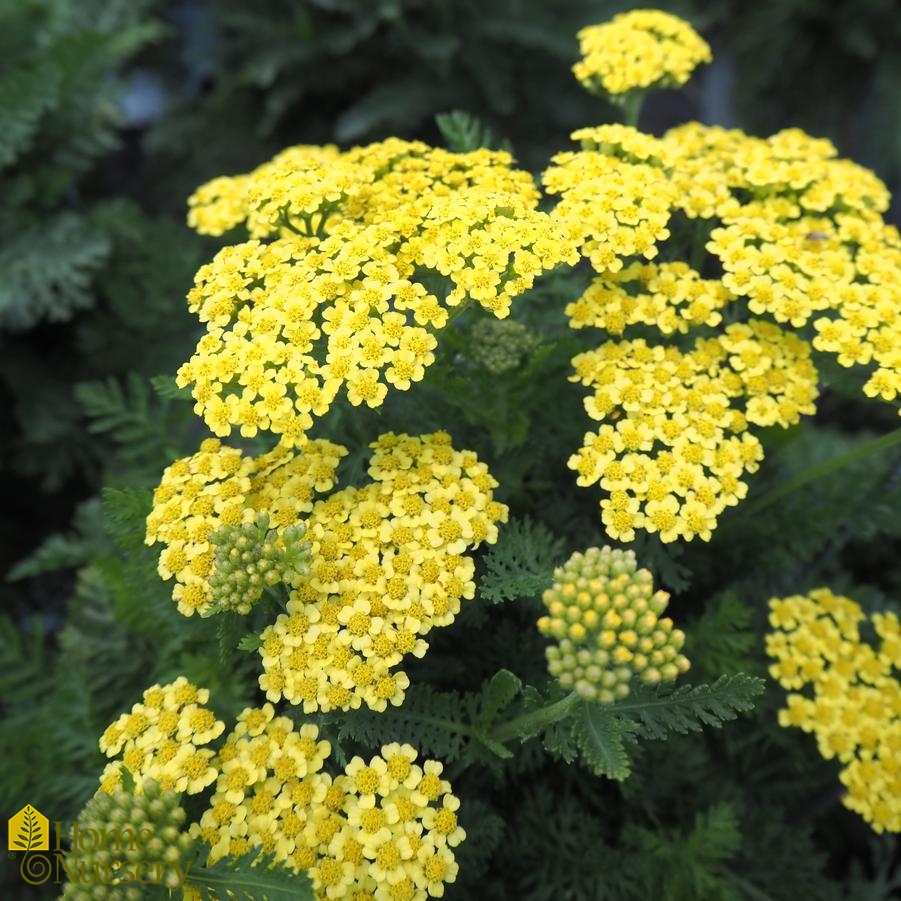 Achillea x 'Firefly Sunshine'