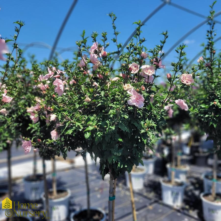 Hibiscus syriacus Pink Chiffon® tree form Rose of Sharon from Home Nursery