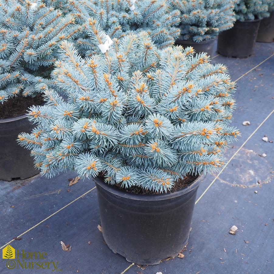 Picea pungens 'Globosa' - low standard Globe from