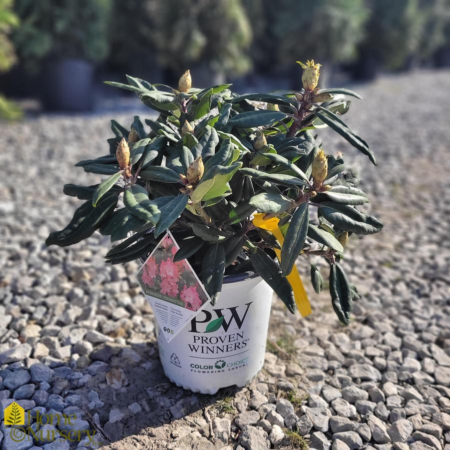 Rhododendron x Dandy Man Color Wheel®