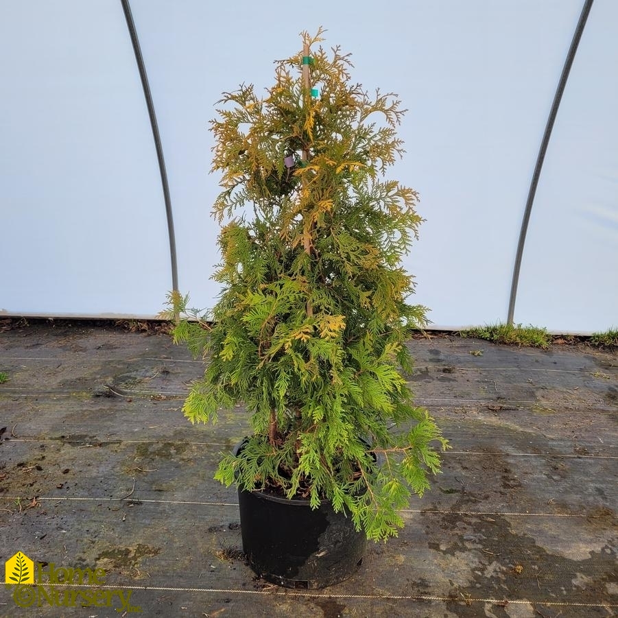 Thuja occidentalis 'Yellow Ribbon'