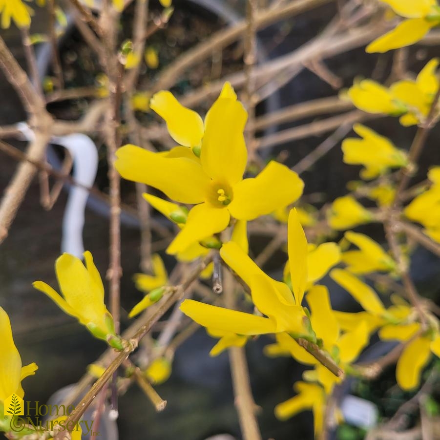 Forsythia x intermedia 'Lynwood Gold'