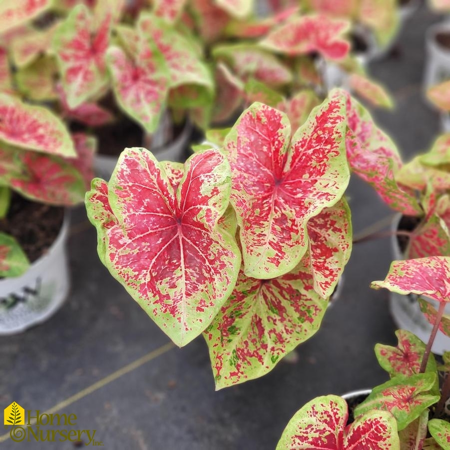 Caladium hortulanum Heart to Heart® 'Raspberry Moon'
