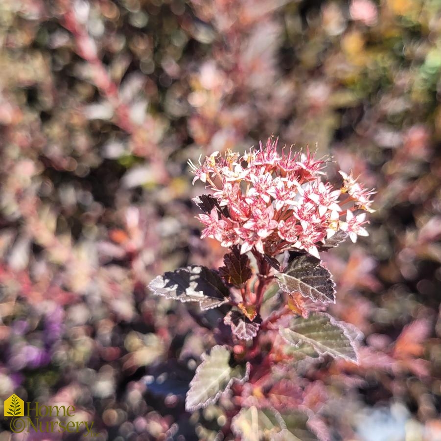 Physocarpus opulifolius Spicy Devil®