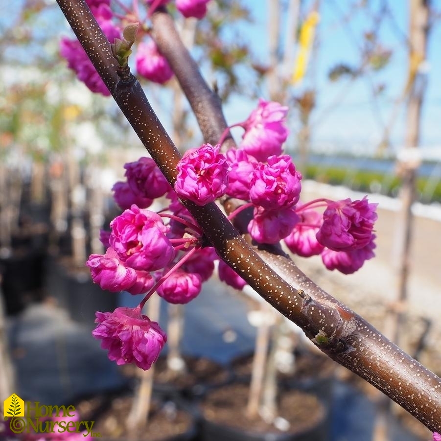 Cercis canadensis 'Pink Pom Poms' Eastern Redbud from Home Nursery