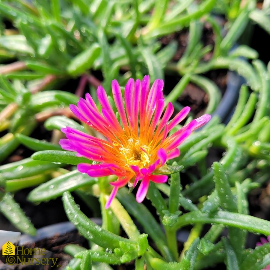 Delosperma x Ocean Sunset™ Orange Glow