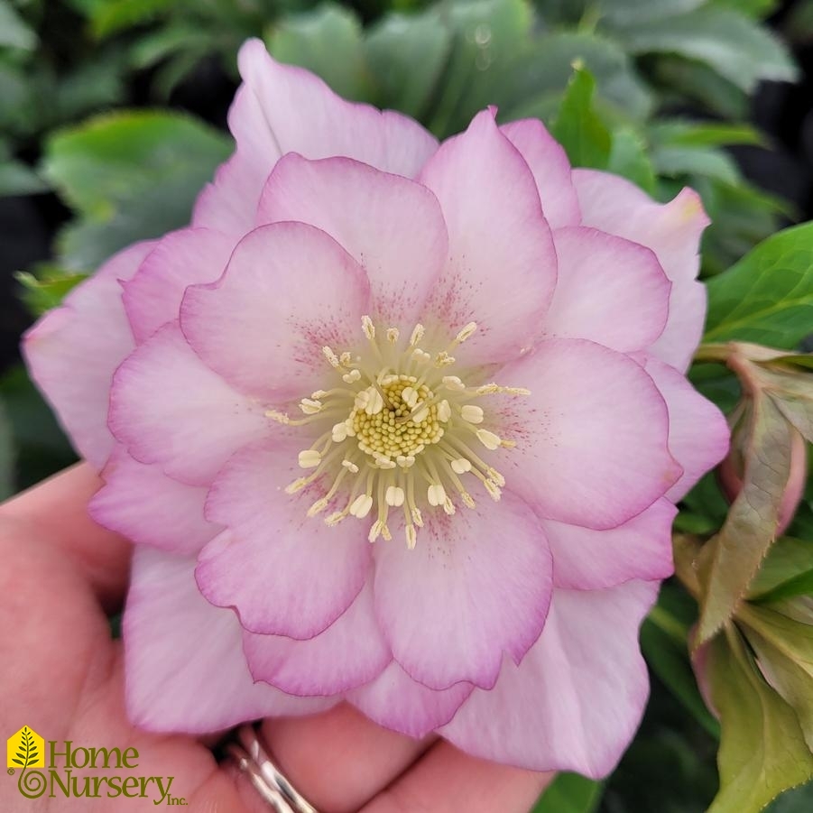 Helleborus x Wedding Party® 'Flower Girl'