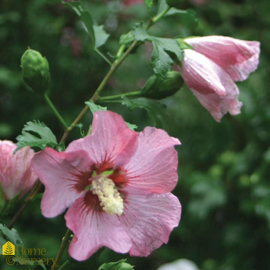 Hibiscus syriacus Rose Satin®