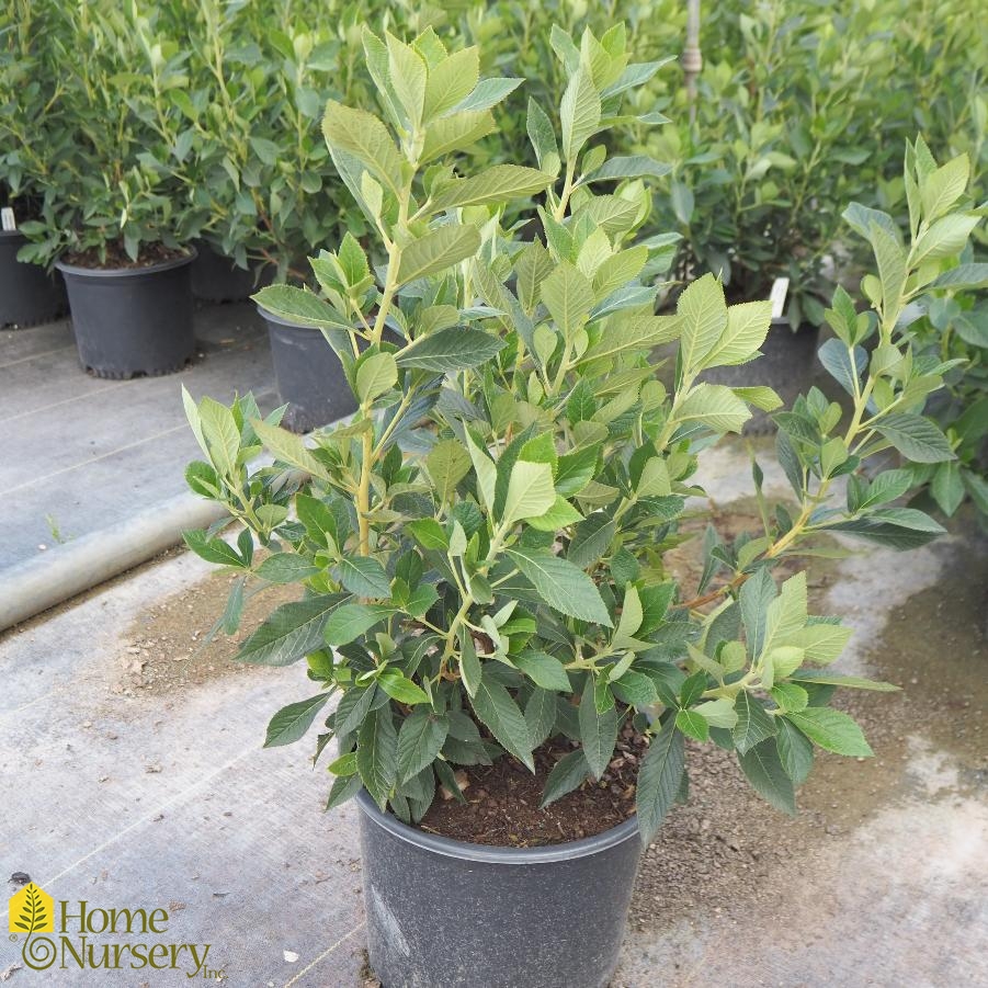 Clethra alnifolia Summer Sparkler