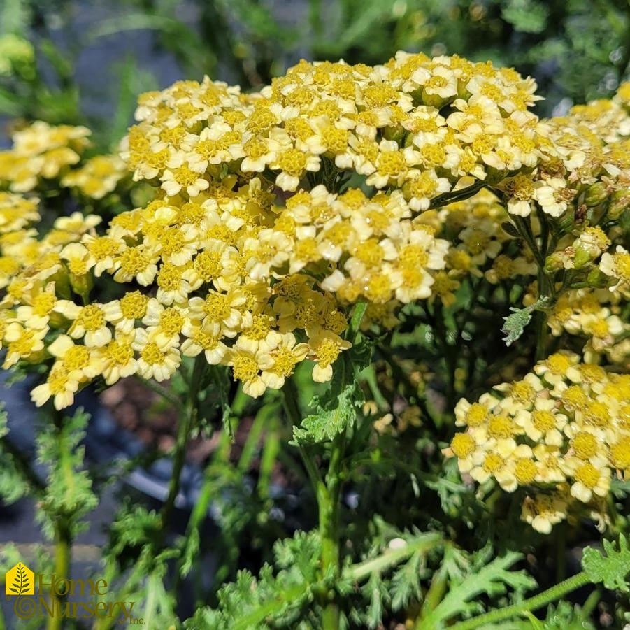Achillea millefolium Milly Rock™ Yellow