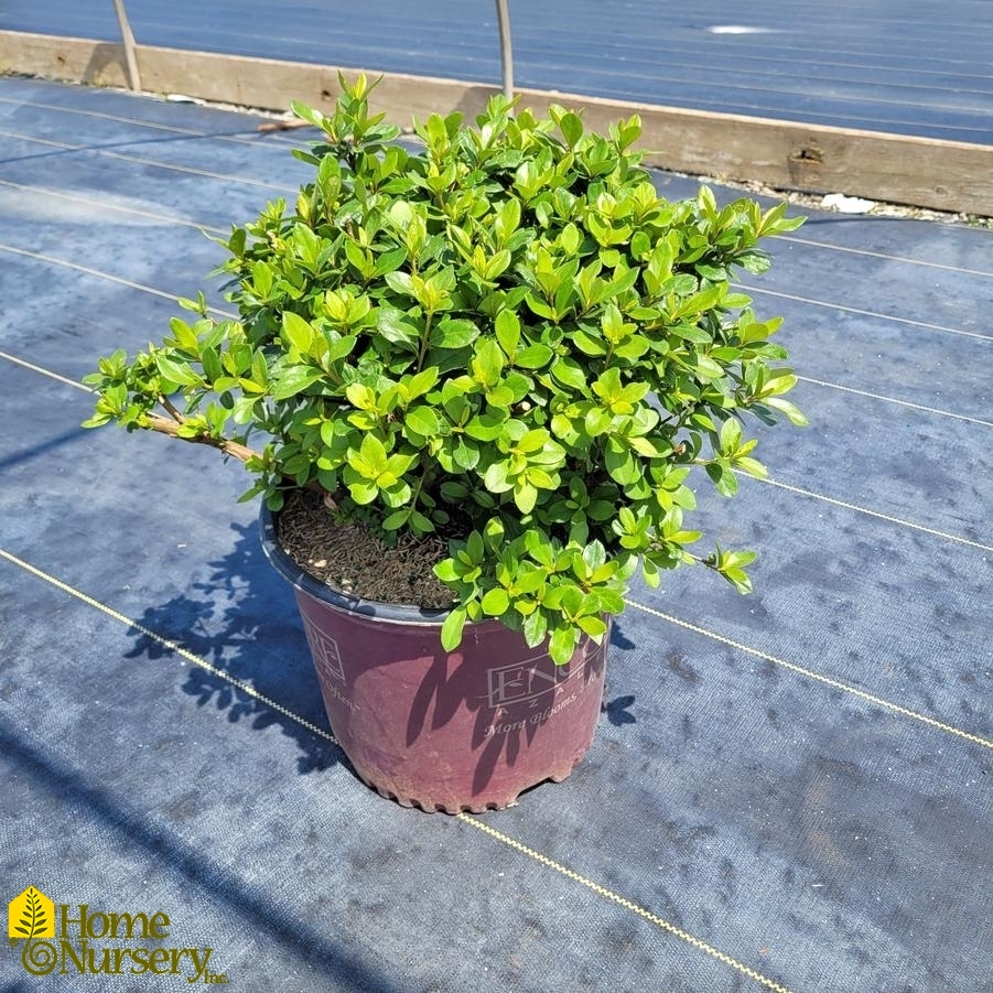 Rhododendron Encore® Autumn Lilac™