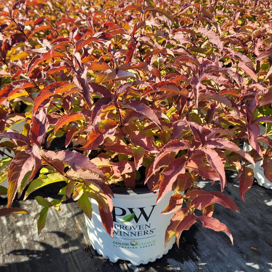 Diervilla x Kodiak® Red 2.0